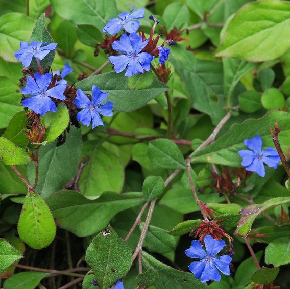 Ceratostigma4