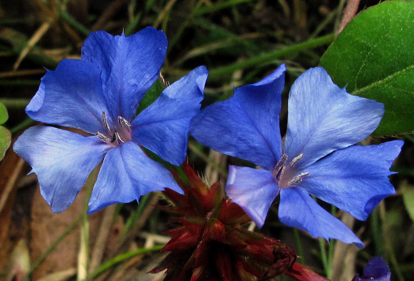 Ceratostigma3