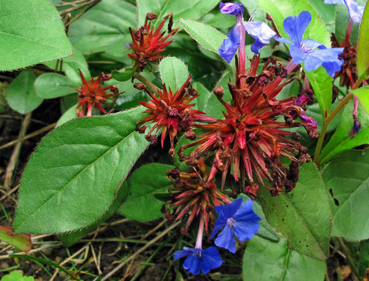 Ceratostigma1