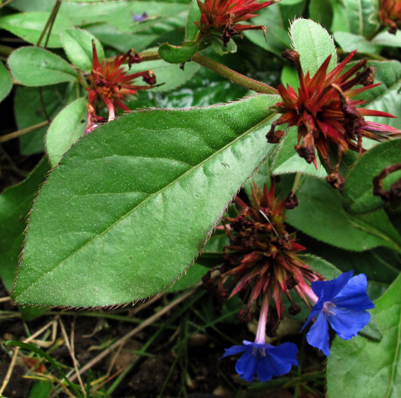 Ceratostigma2