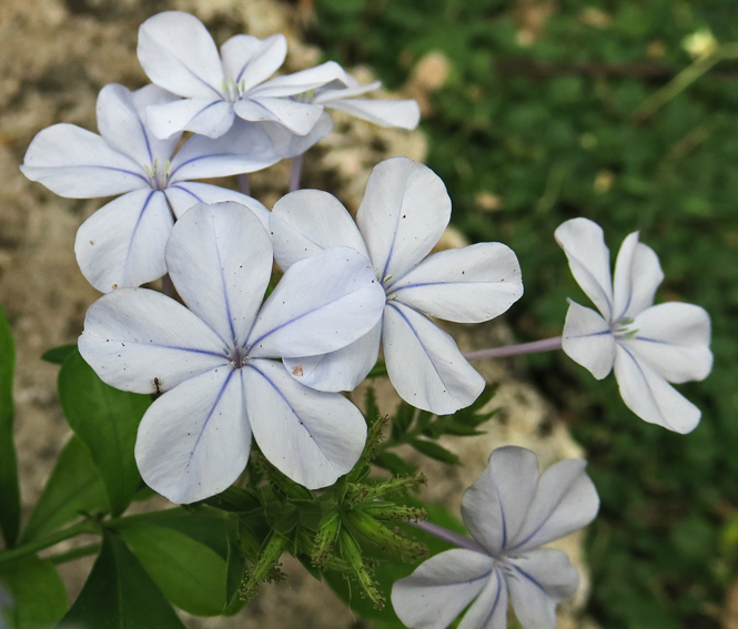 Plumbago1