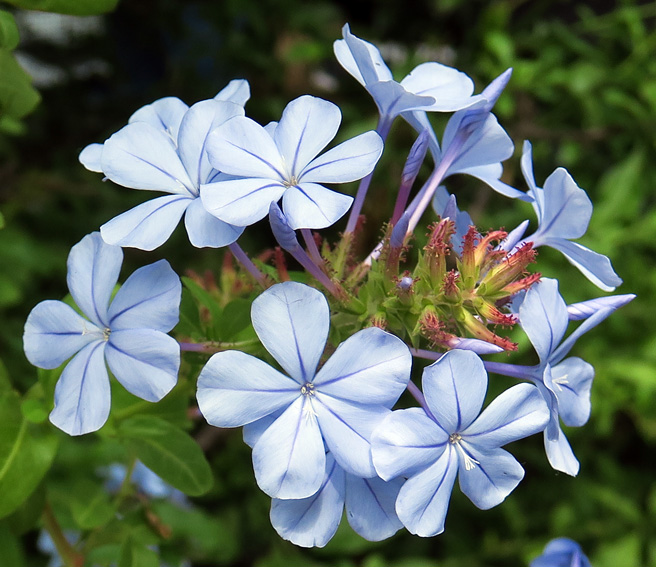 Plumbago3