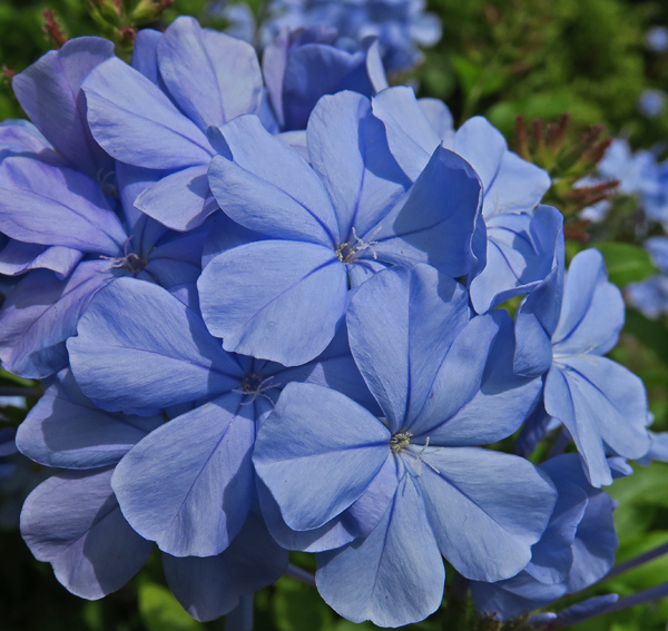 Plumbago2