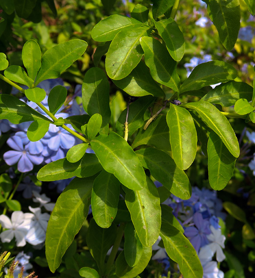 Plumbago1