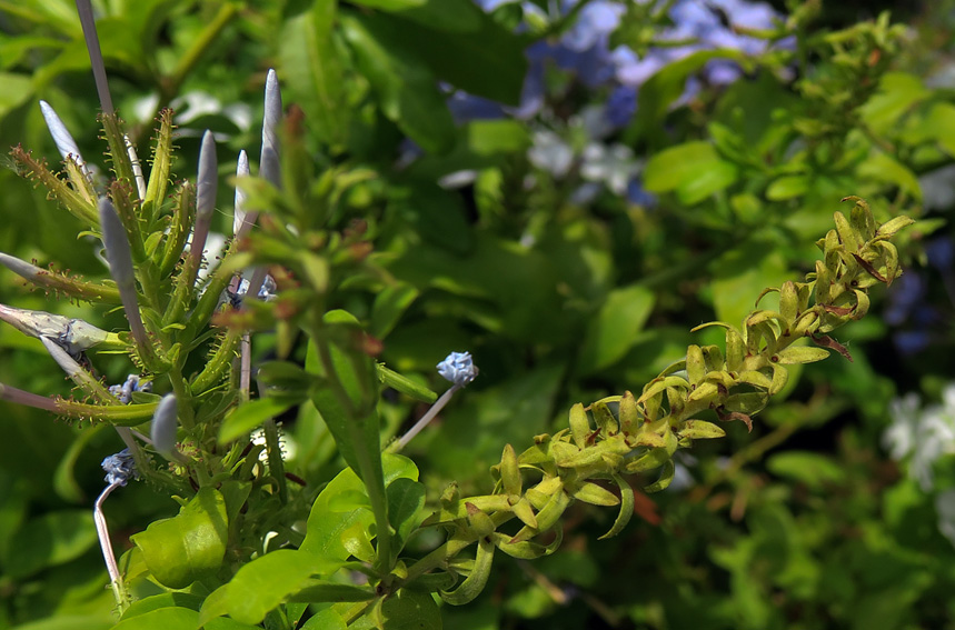 Plumbago5