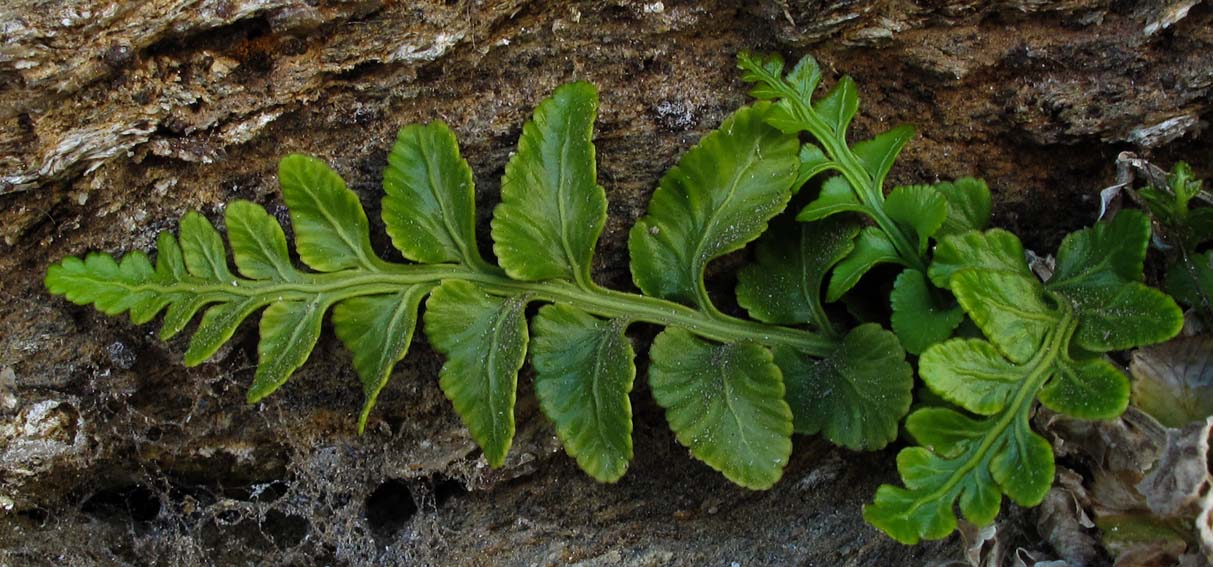 Asplenium2