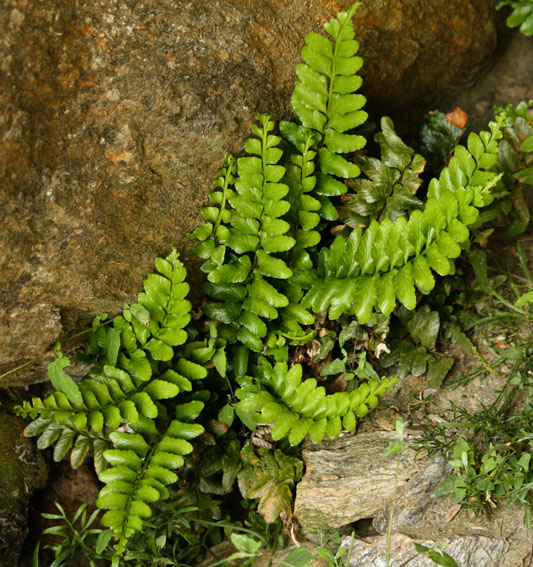 Asplenium1