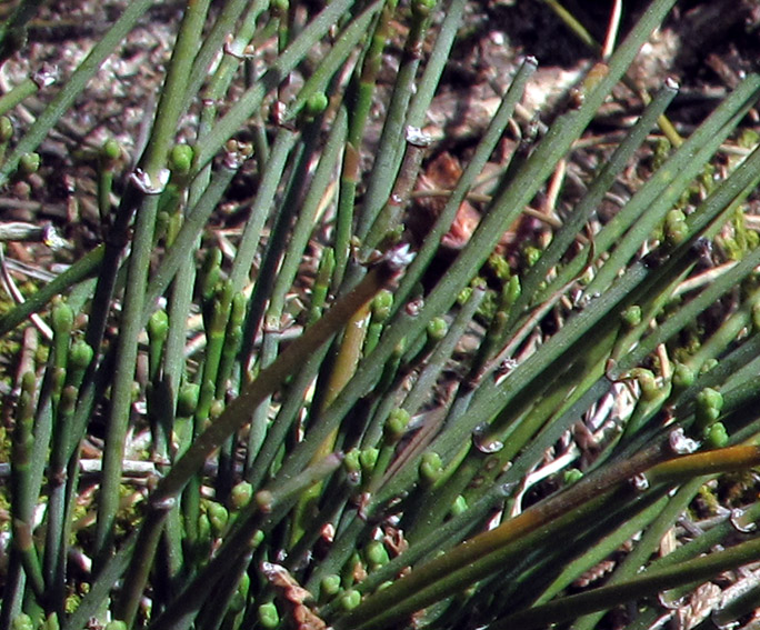 Ephedra1b