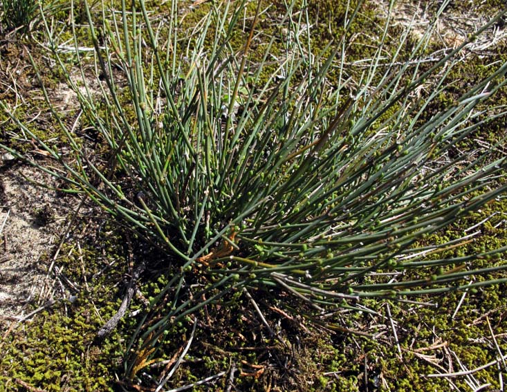 Ephedra1a