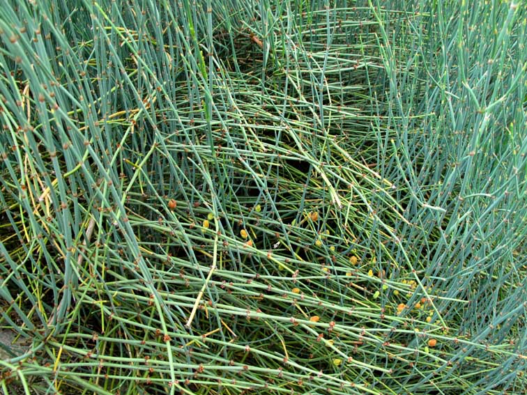 Ephedra2