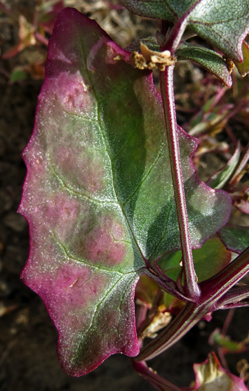 Atriplex10