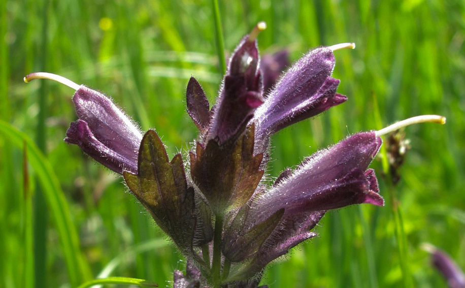 Bartsia9