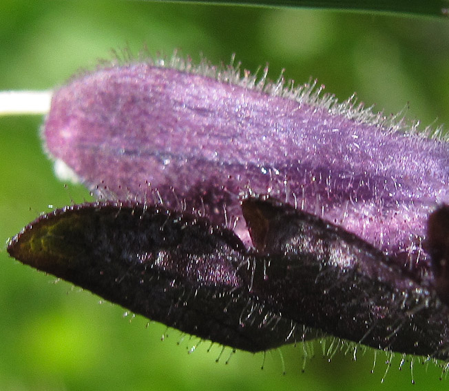 Bartsia10