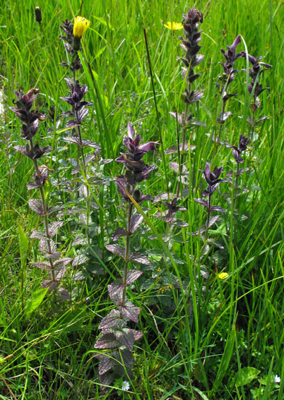 Bartsia6