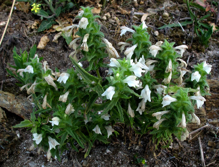 Bartsia1