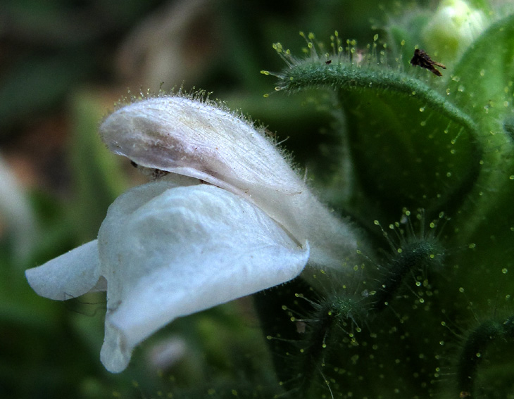 Bartsia4