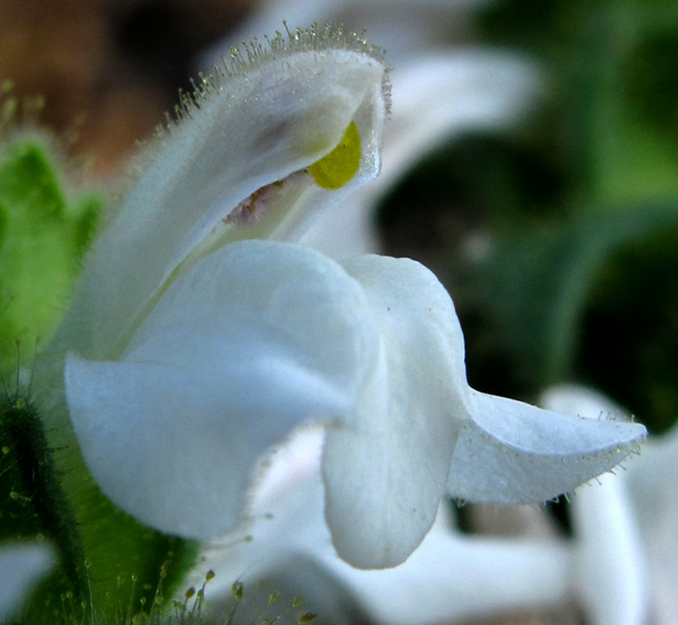 Bartsia5