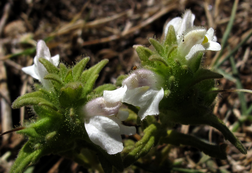 Bartsia2