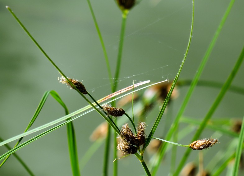 Bolboschoenus3g