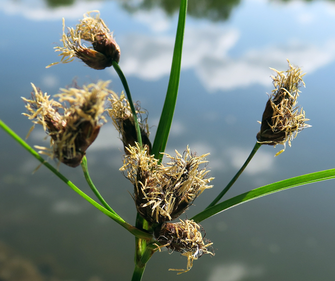 Bolboschoenus3d