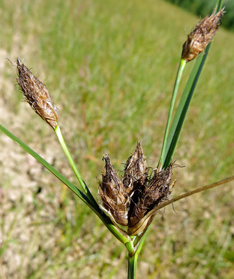 Bolboschoenus3b