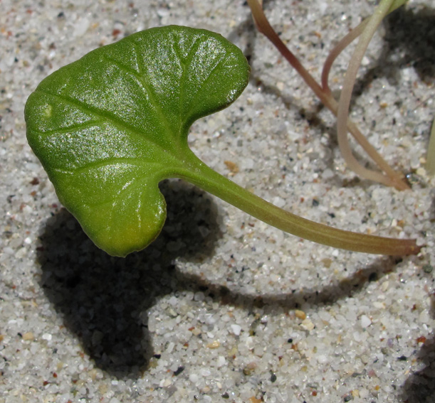 Calystegia3