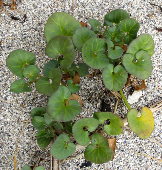 Calystegia1