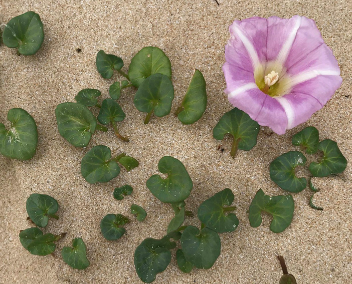 Calystegia4