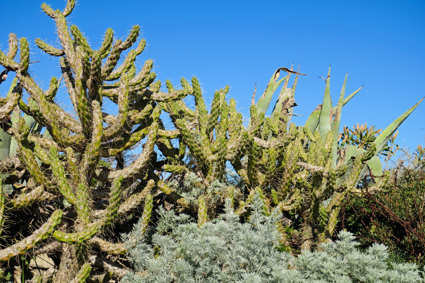 Austrocylindropuntia subulata