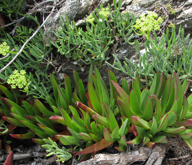 Carpobrotus2