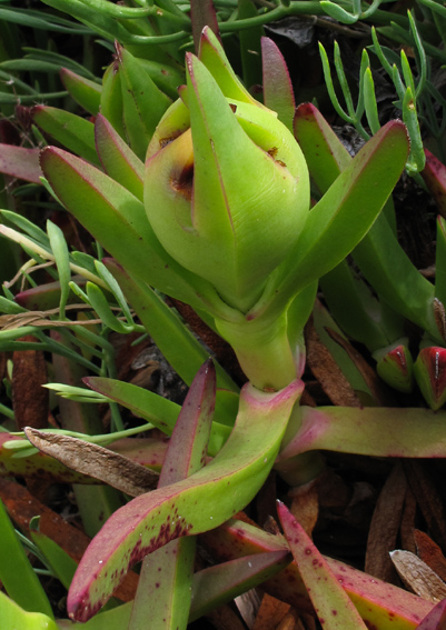 Carpobrotus3