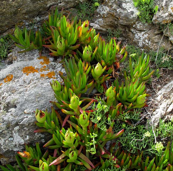 Carpobrotus1