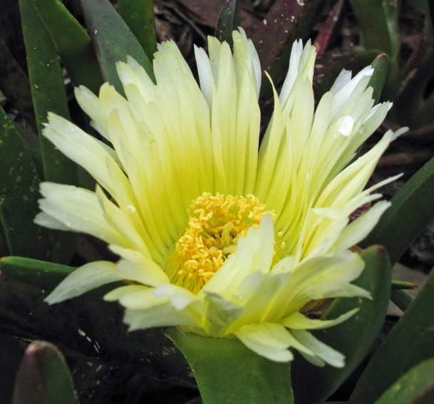 Carpobrotus6