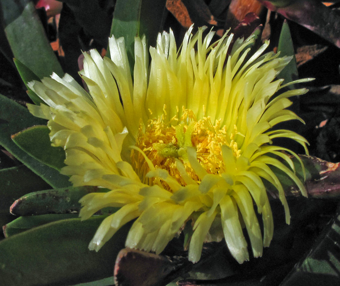 Carpobrotus5