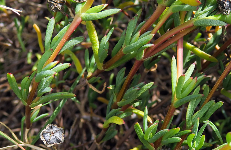 Carpobrotus8