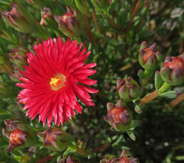 Carpobrotus9