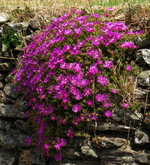 Delosperma1