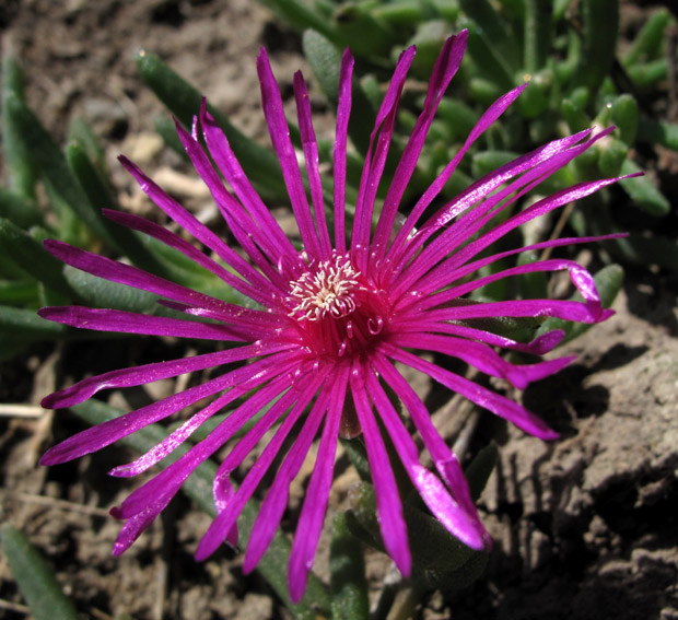 Delosperma4