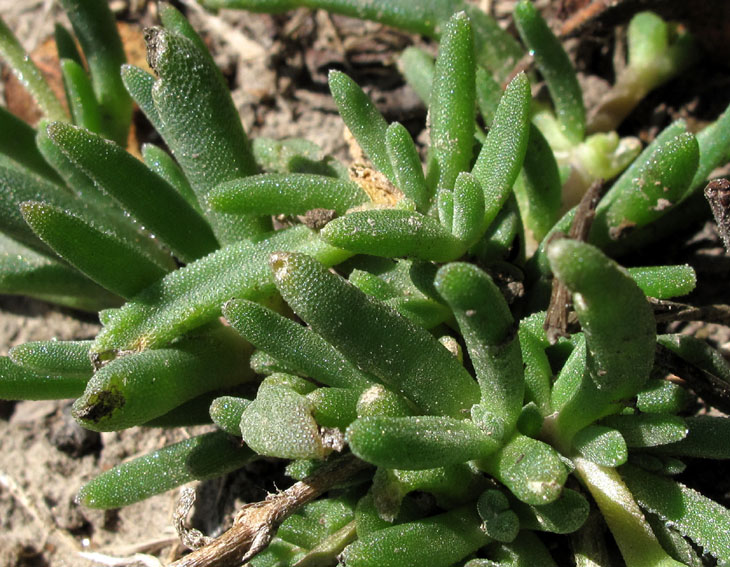 Delosperma3