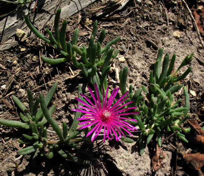 Delosperma2