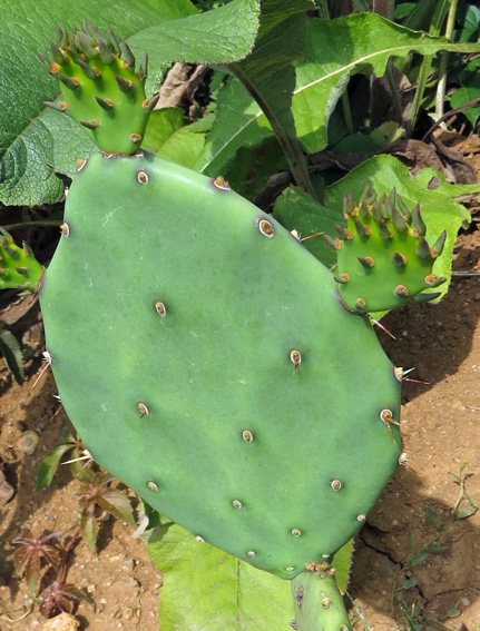 Opuntia3