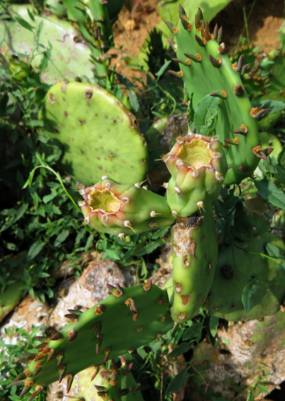 Opuntia2