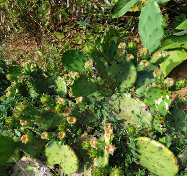 Opuntia1