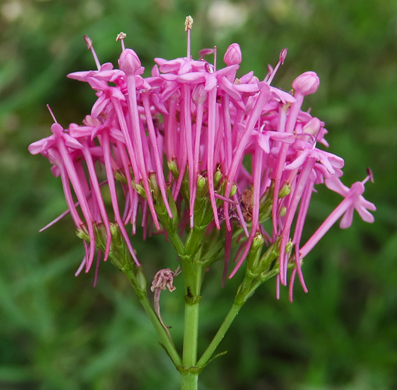 Centranthus8