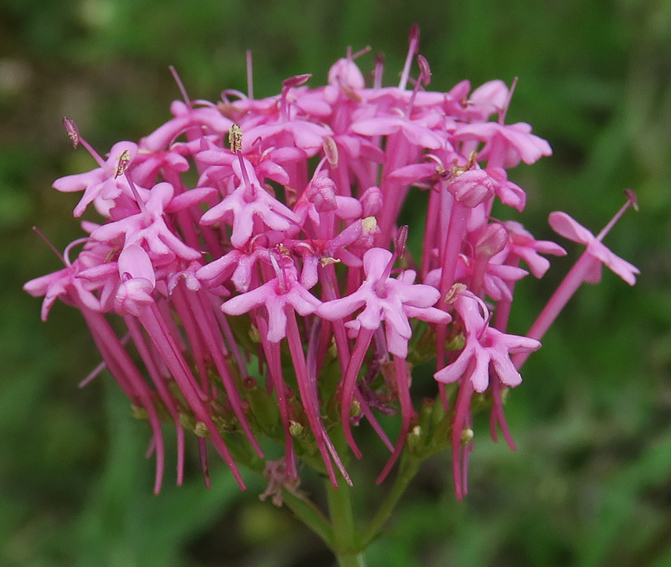 Centranthus9