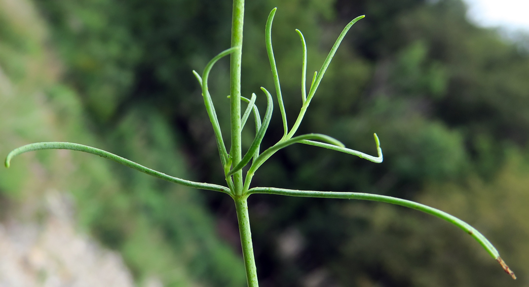 centranthus5