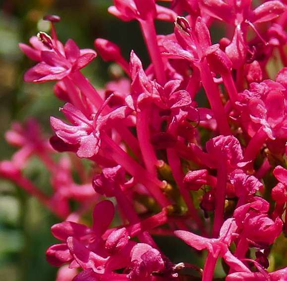 Centranthus3