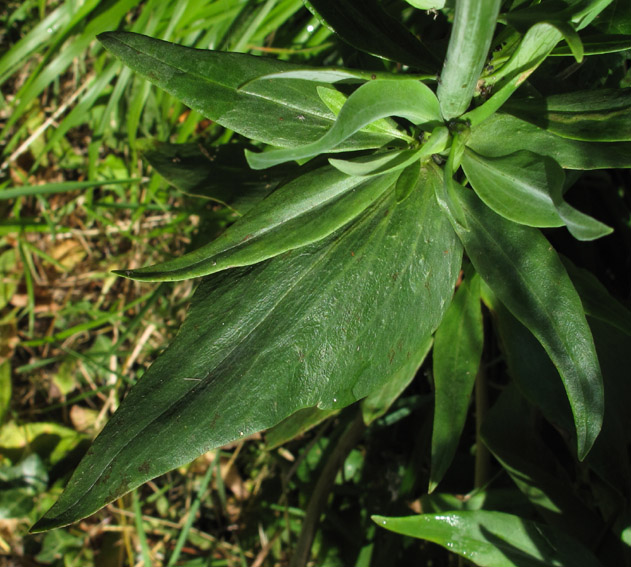 Centranthus1