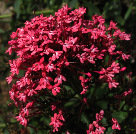 Centranthus2