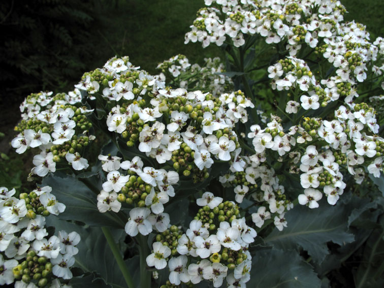 Crambe2